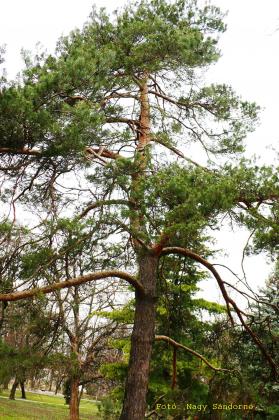 Pinus sylvestris